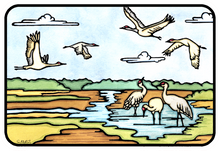 Load image into Gallery viewer, ST444: Sandhill Cranes Sticker - Pack of 12
